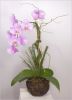 phalaenopsis-08-web.jpg